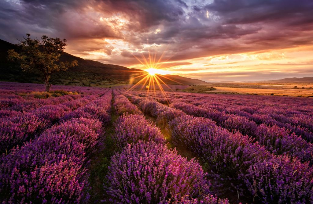 Lavanda al sol