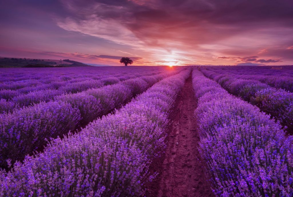 Campo lleno de lavanda