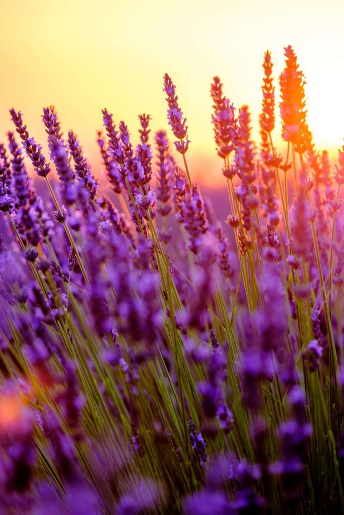 Lavanda de cerca