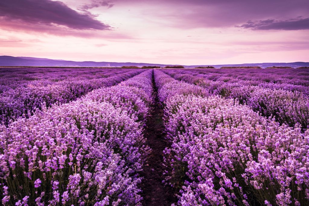 Arbustos de lavanda