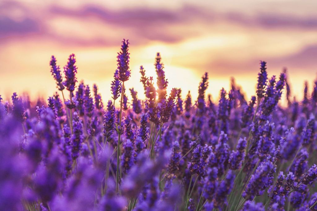 Flores de lavanda