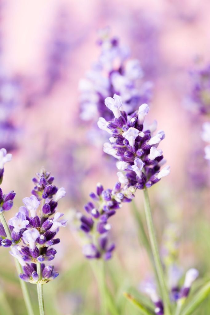 Flor de lavanda