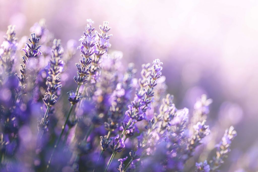 Lavanda de ensueño