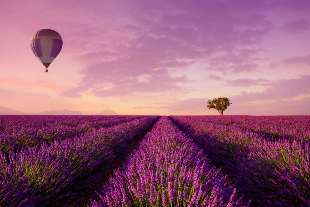 Campo de lavanda y globo