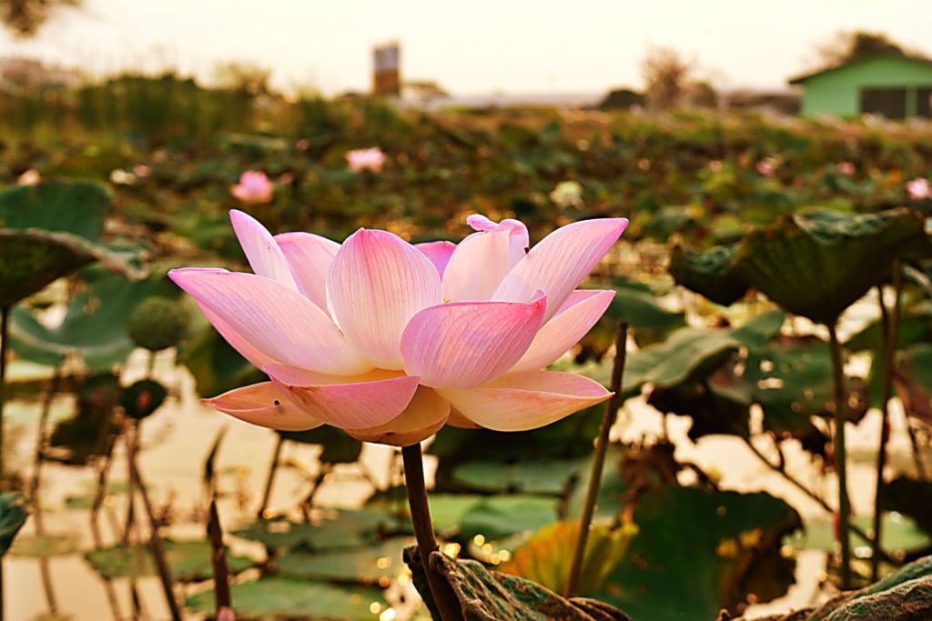 Flor de loto rosa