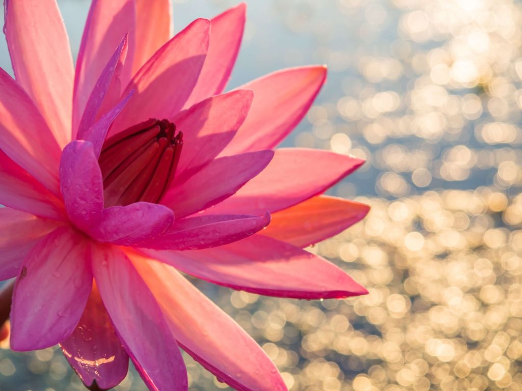 Flor de loto sobre el agua