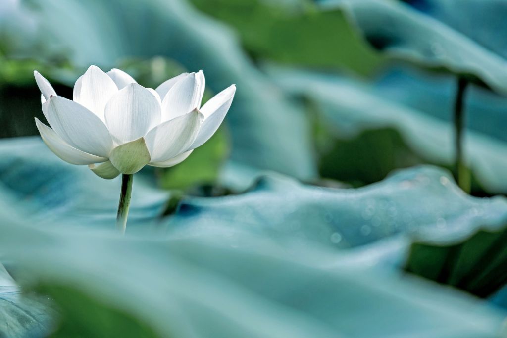 Flor de loto blanca