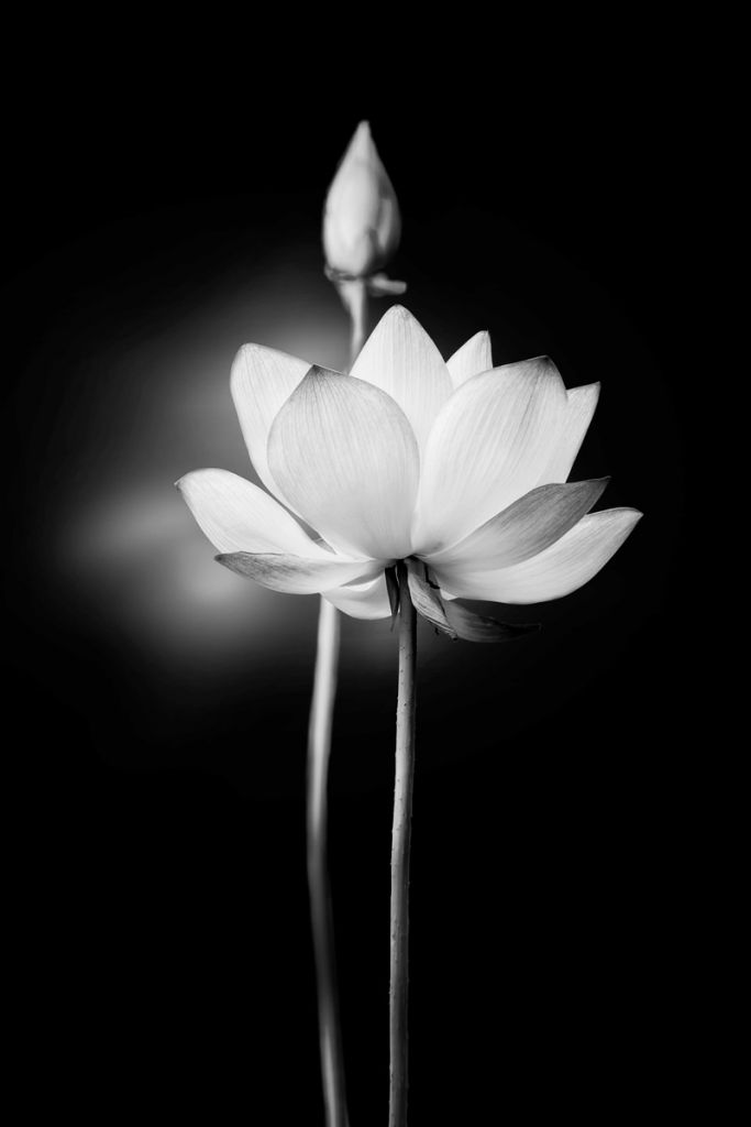 Flores de loto en blanco y negro