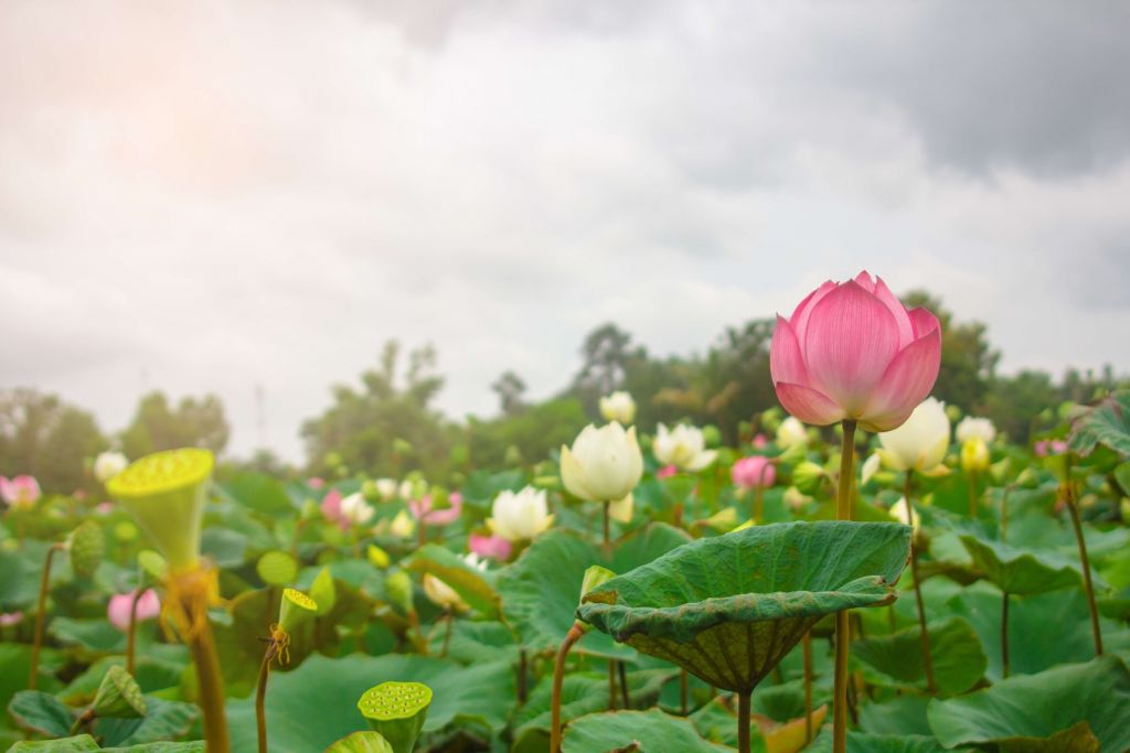 Flores de loto rosas y blancas