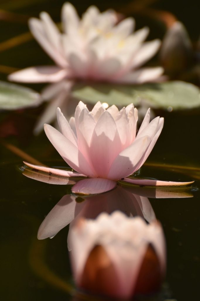 Flor de loto en el agua