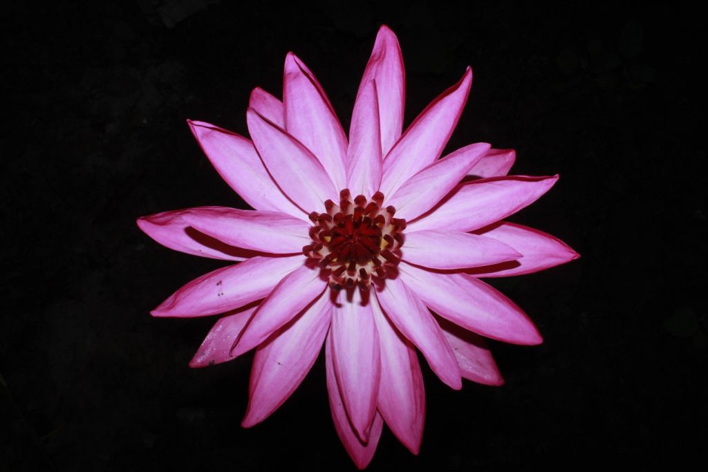 Flor de loto desde arriba