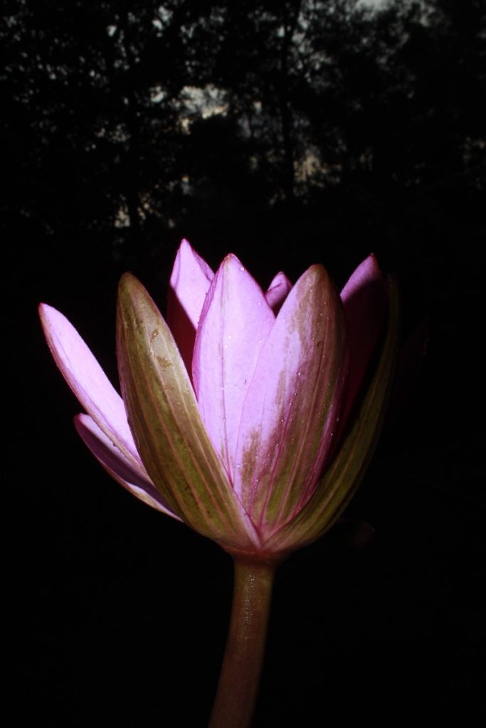Lado de la flor de loto