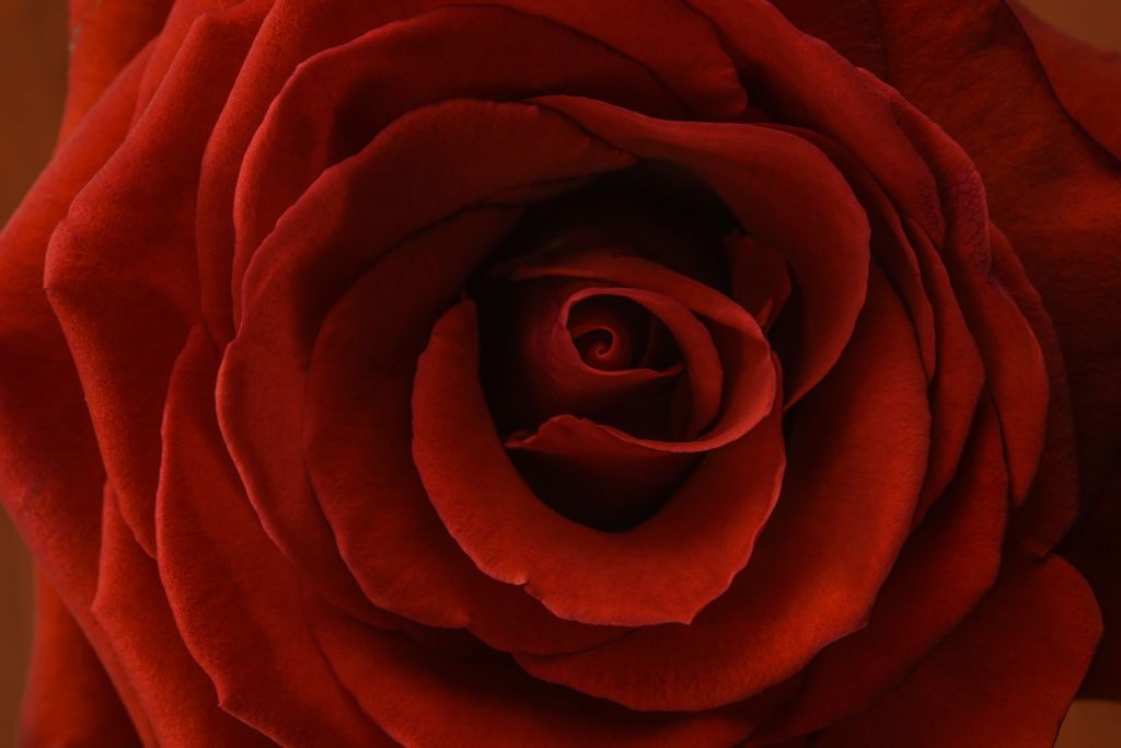 Primer plano de una rosa roja