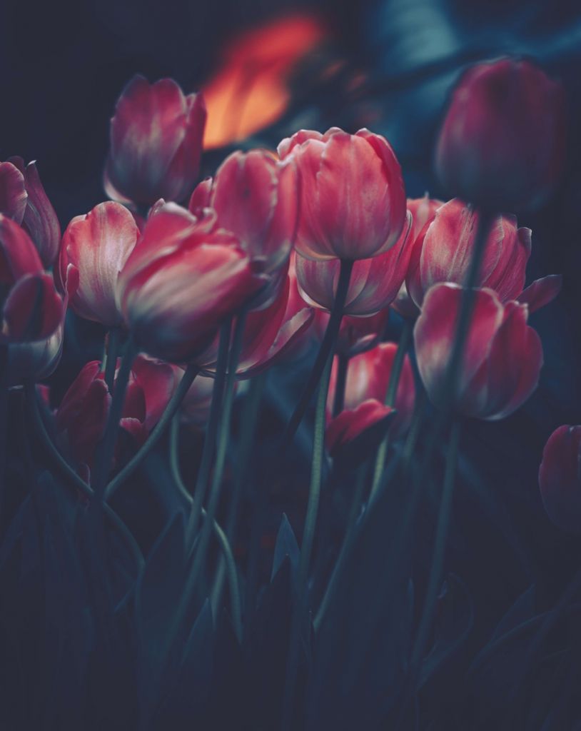 Tulipanes de época