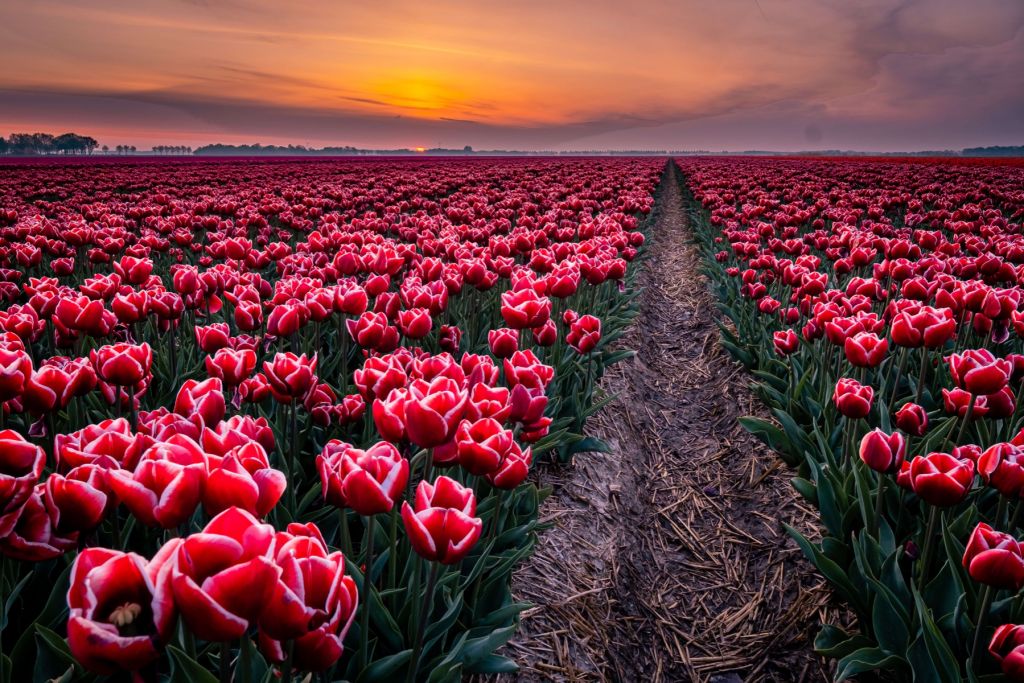 Campo de tulipanes rojos