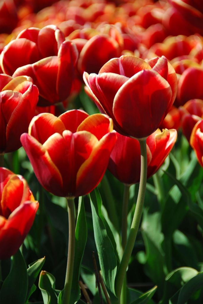 Primer plano de tulipanes rojos