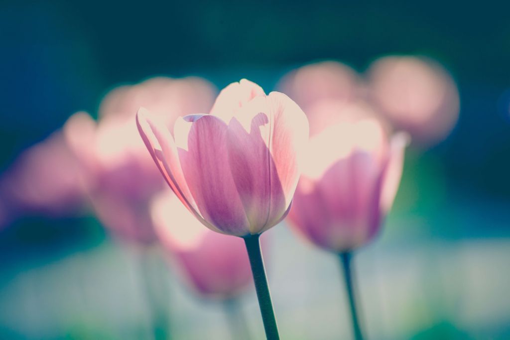 Tulipán de cerca