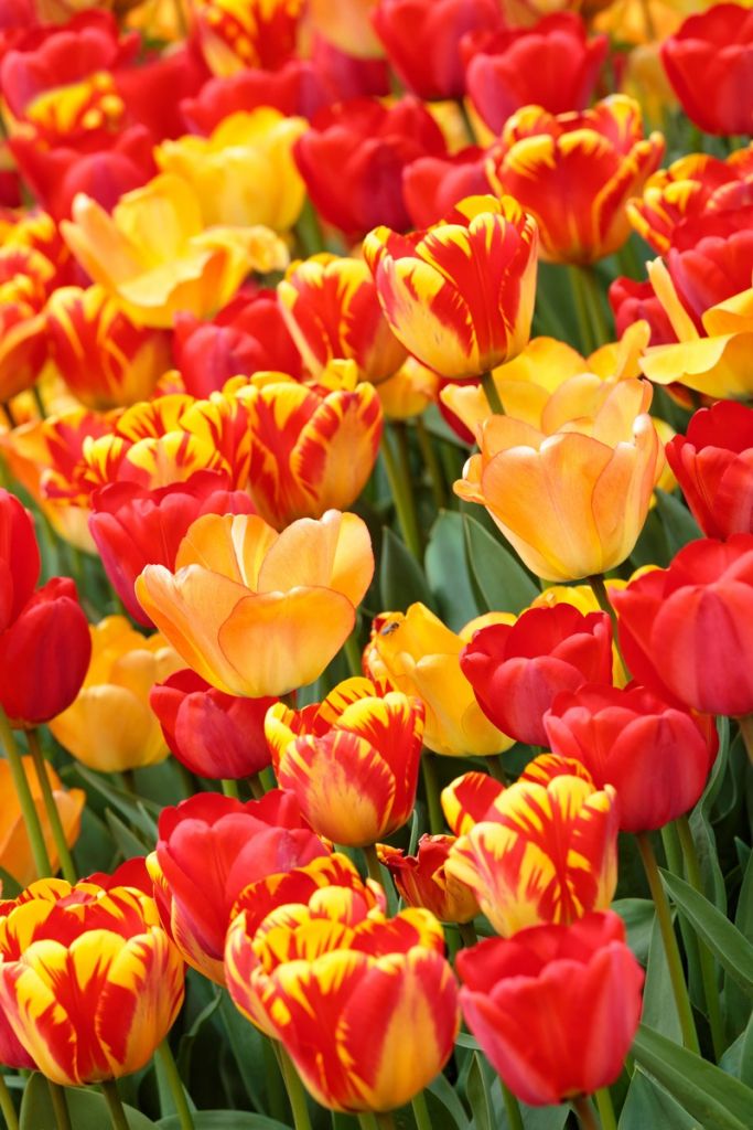 Tulipanes de colores