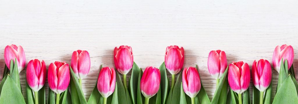Tulipanes rosas sobre madera