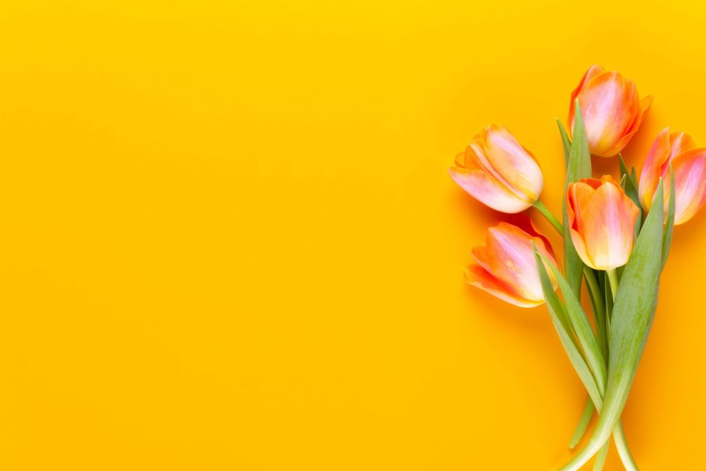 Tulipanes en amarillo