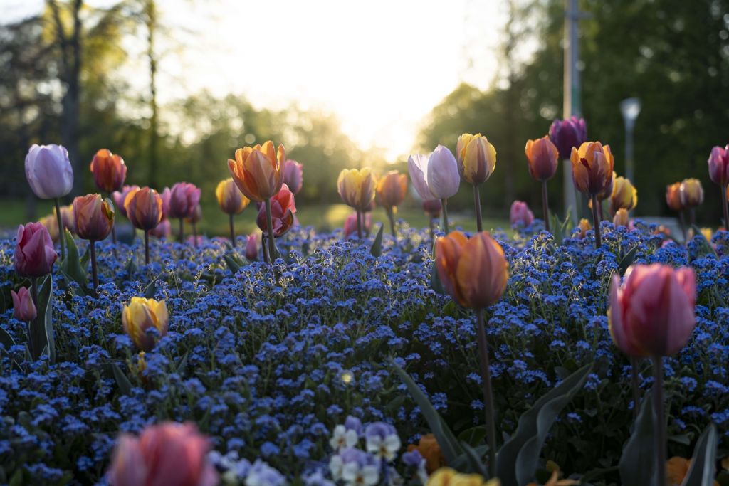 Campo de tulipanes feliz