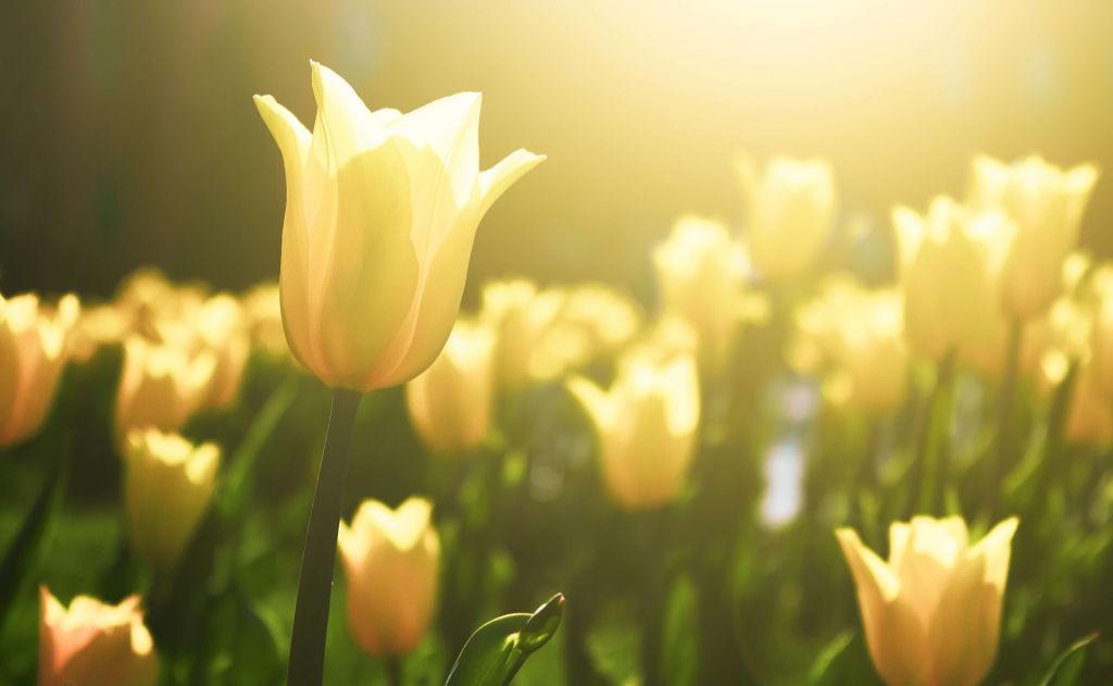 Primer plano de un tulipán amarillo