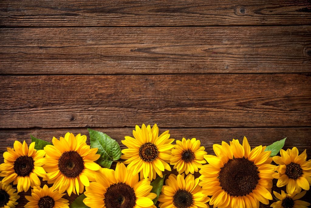 Girasoles sobre madera