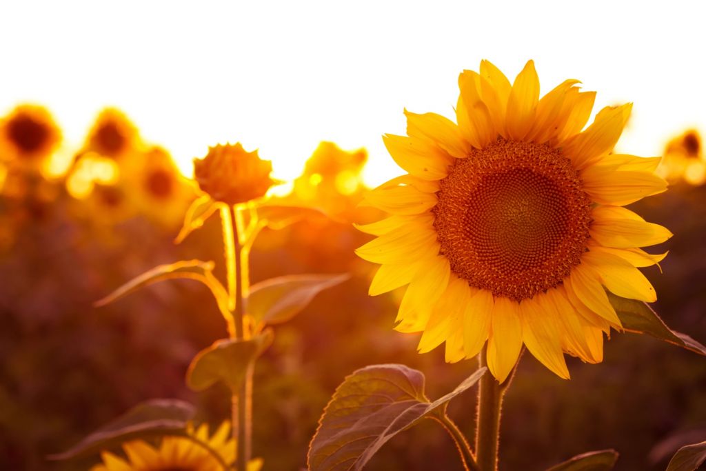 Cálido campo de girasoles