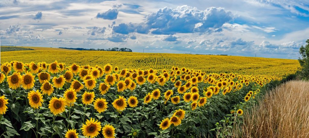 Pradera llena de girasoles