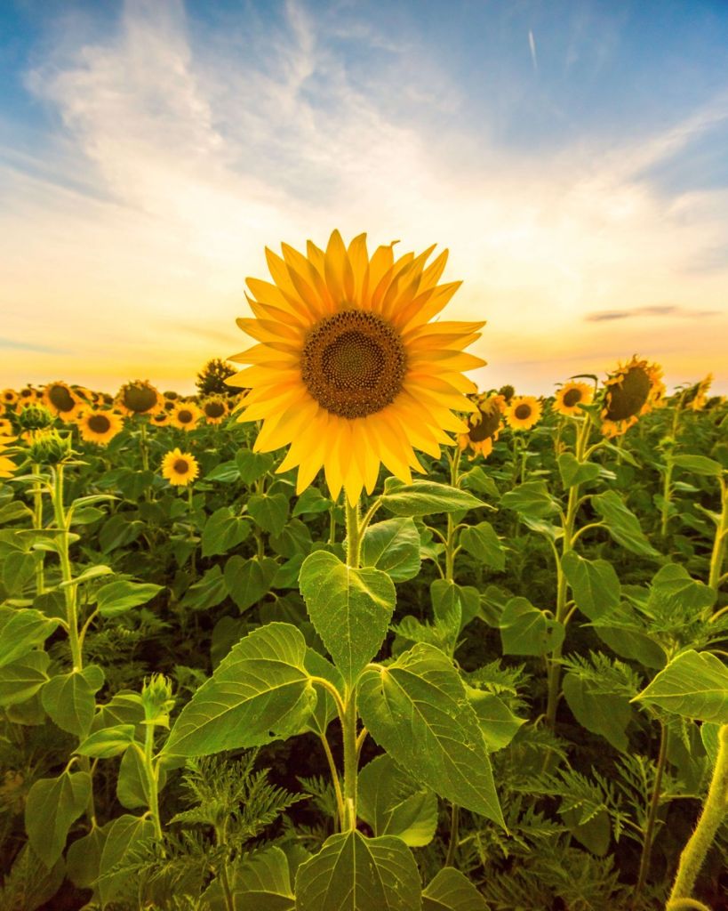 Girasol en el campo