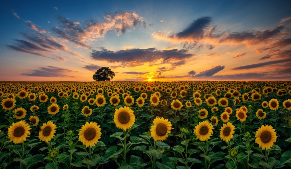 Campo lleno de girasoles