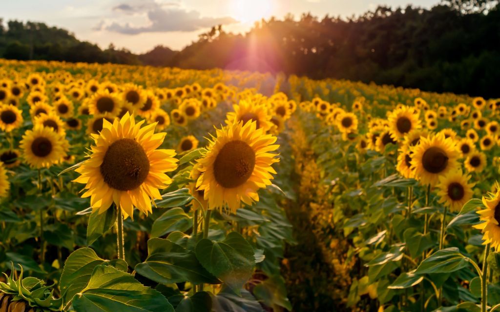 Granja de girasoles