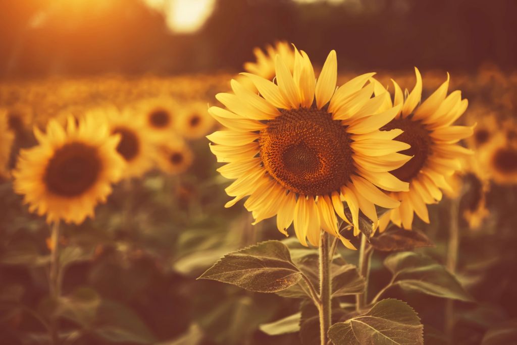 Girasoles a la luz del sol