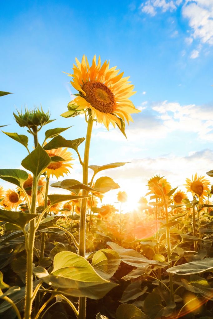 Girasol con cielo azul