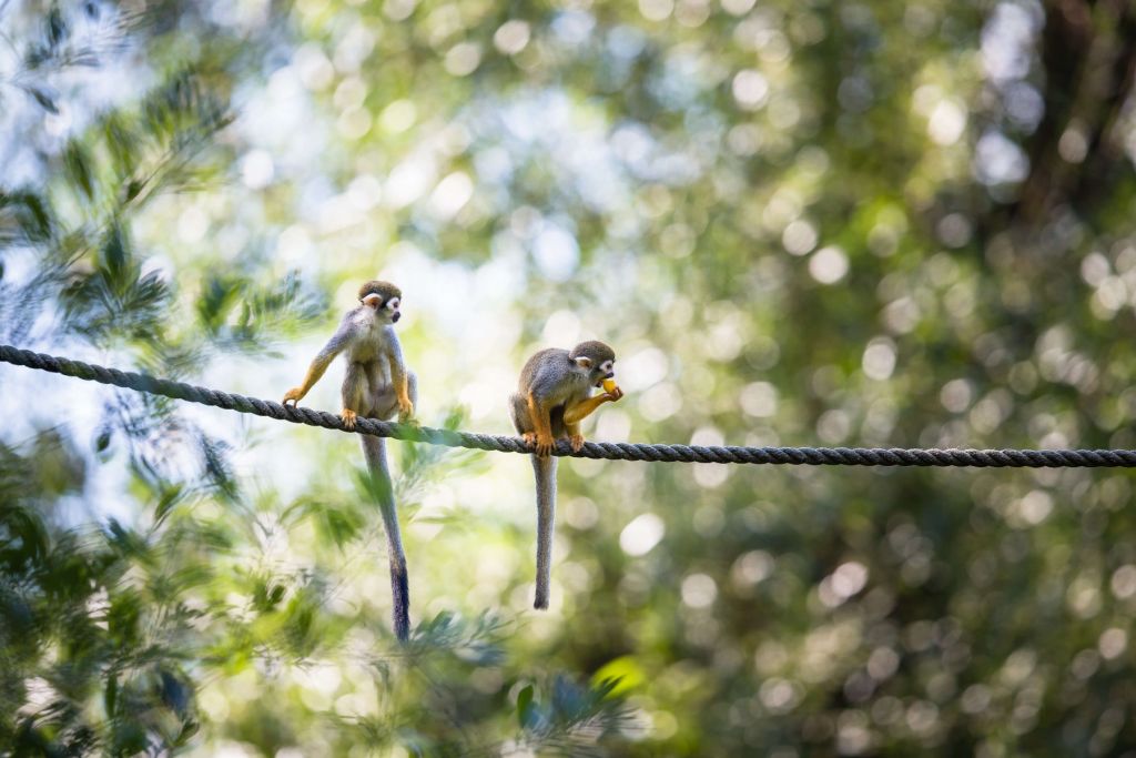 Monos ardilla con cuerda