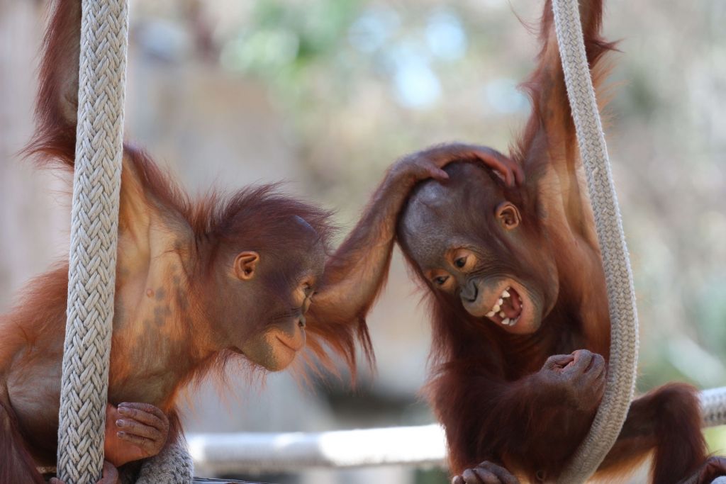 Bebés orangutanes