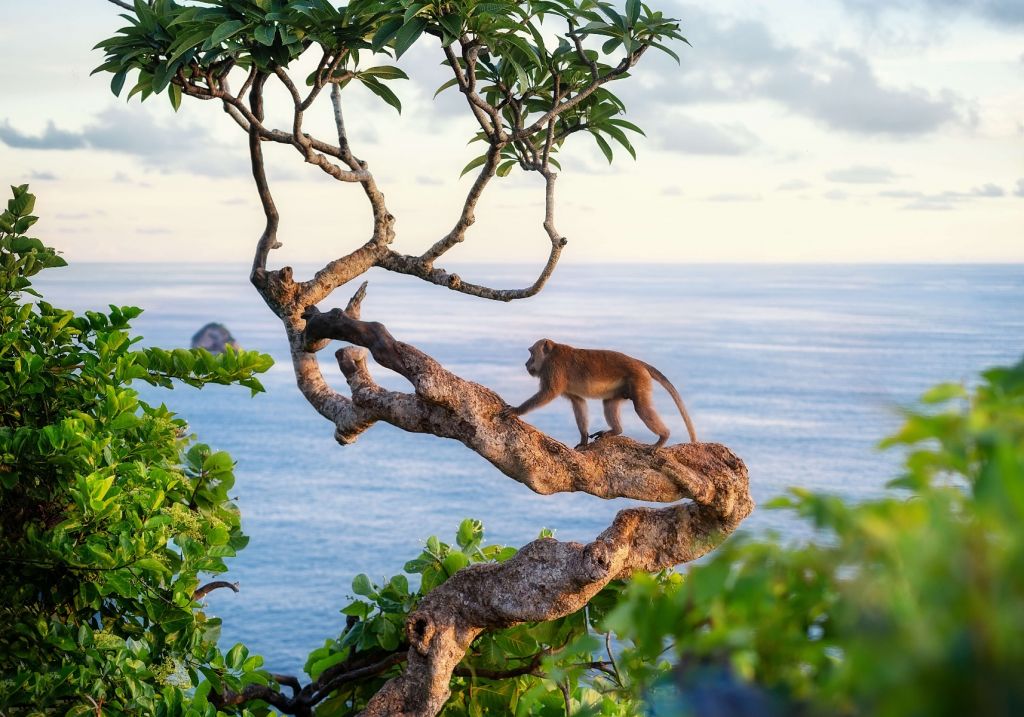 Mono en un árbol