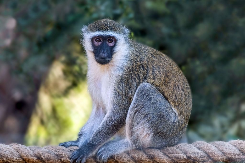 Mono vervet