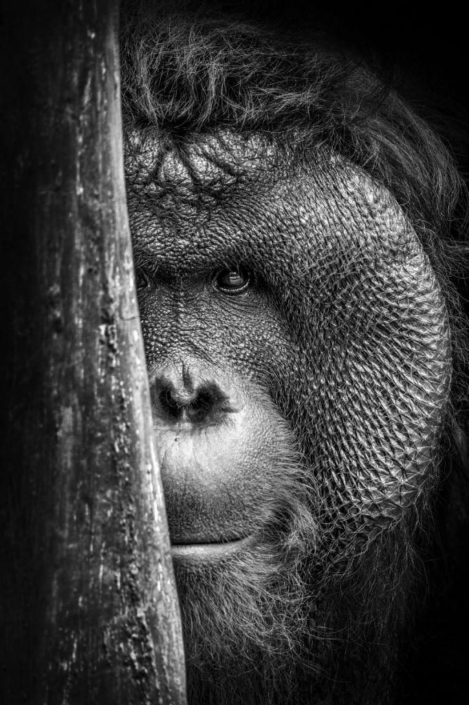 Orangután blanco y negro