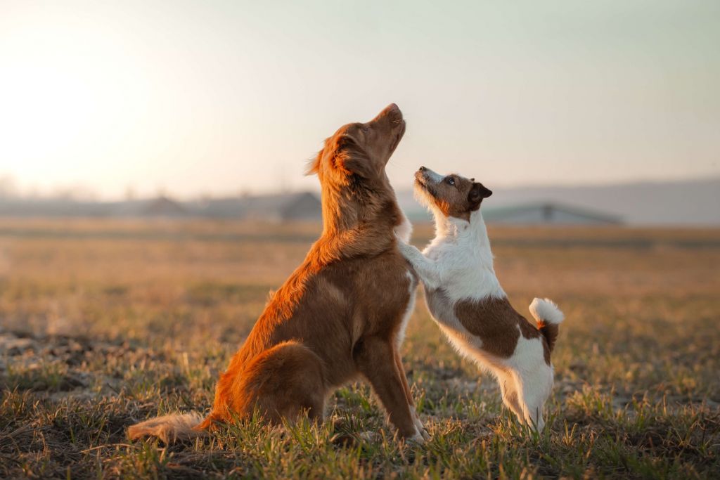 Perros mirando hacia arriba