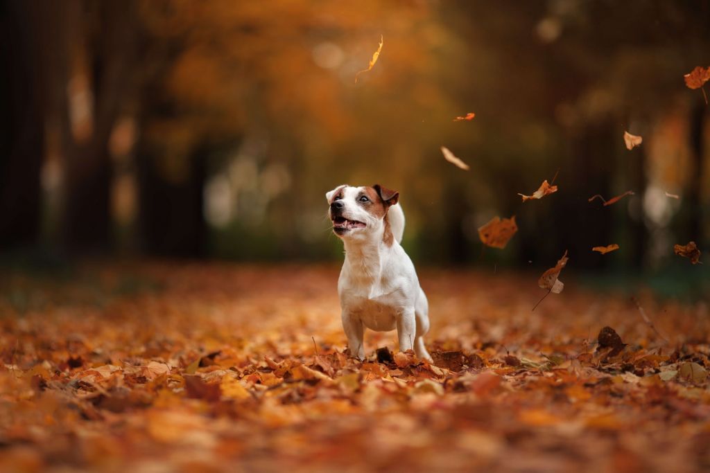 Jack Russell Terrier en otoño