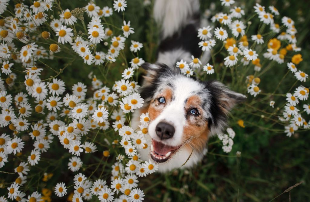 Pastor australiano entre las flores