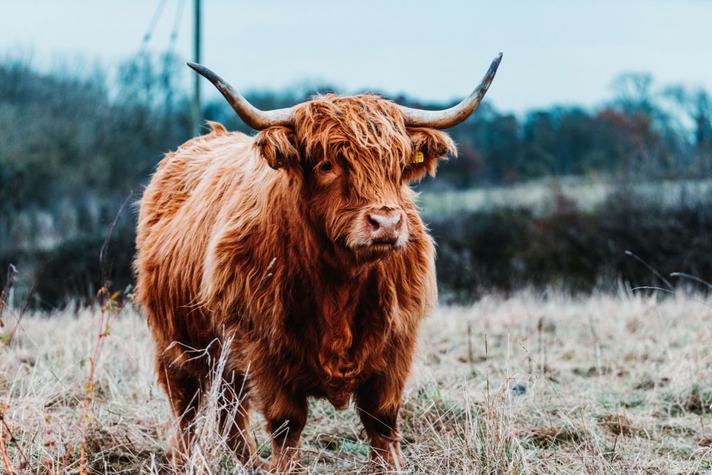 Vaca escocesa en el bosque