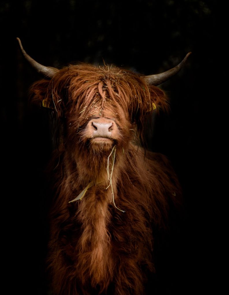 Retrato de una vaca escocesa