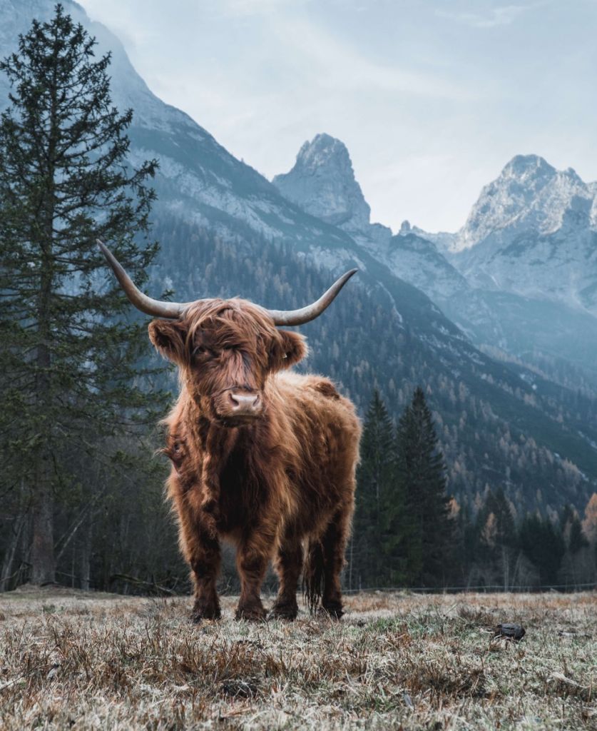 Una vaca escocesa entre los árboles