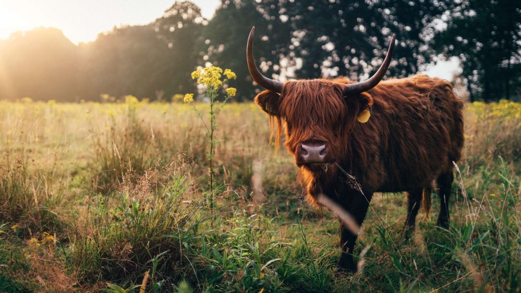 Vaca escocesa en la hierba alta