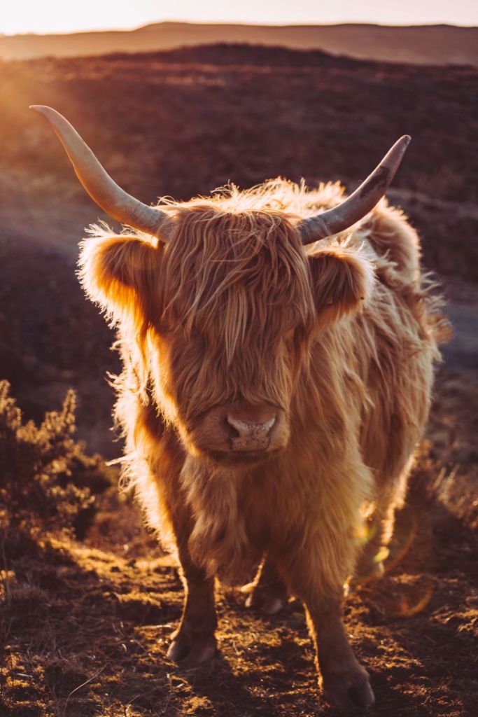 Vaca escocesa al sol
