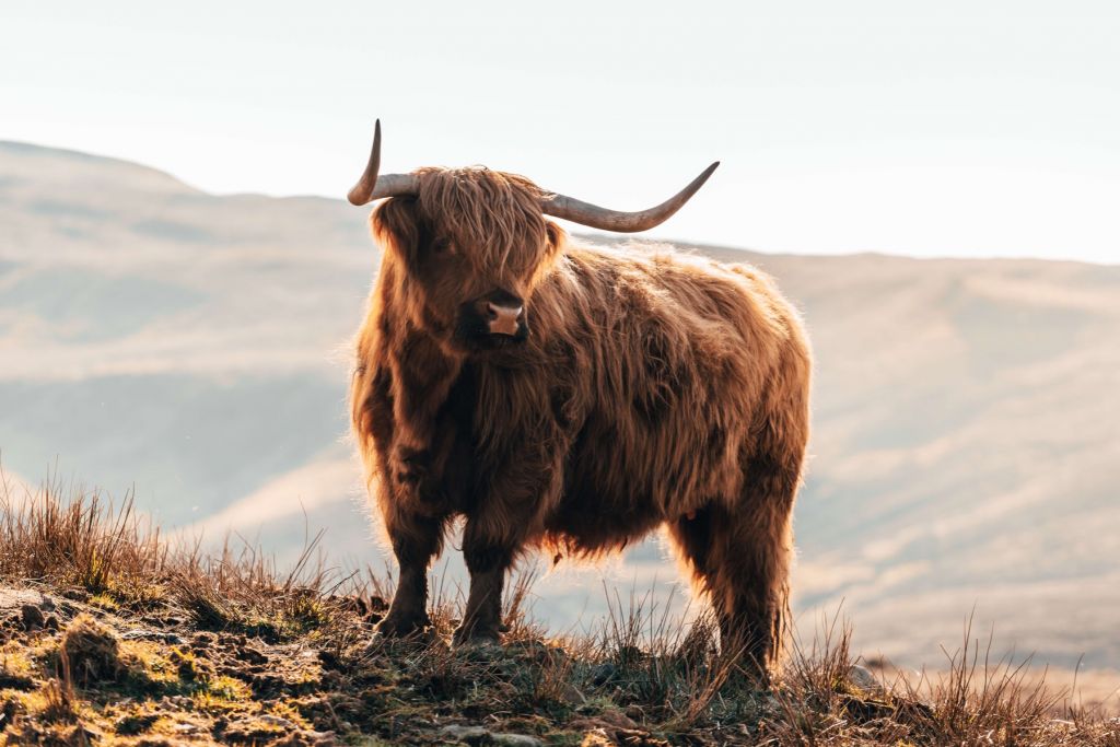 Vaca escocesa en una colina