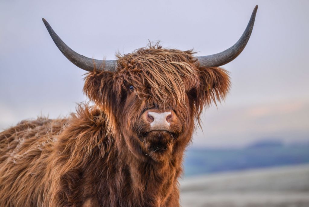 Mirando a la vaca escocesa