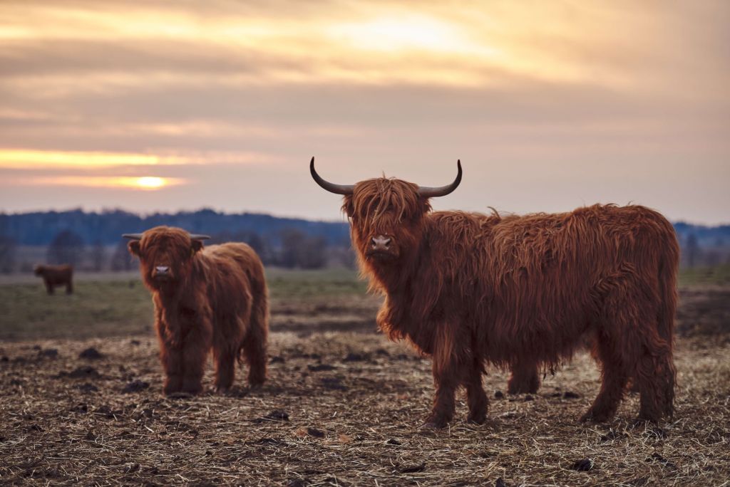 Vaca escocesa en la pradera